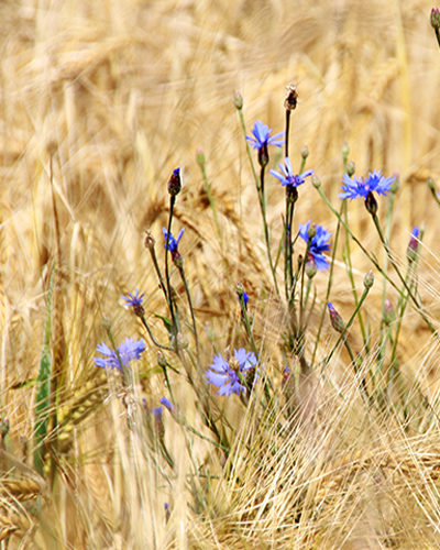 wiesen, blumen, wald und ausgedehnte wandertouren geniessen ...